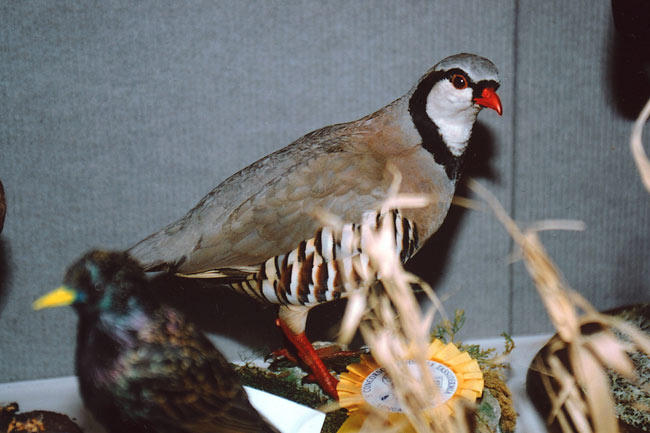 2004-coturnice